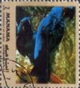 Hyacinth Macaw (Anodorhynchus hyacinthinus)